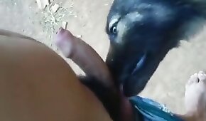 dog sex, sex with animals